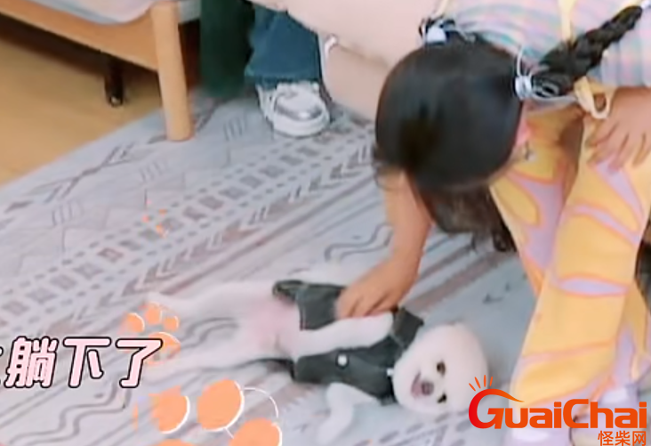孟子义的宠物狗叫什么名字？是什么品种的狗？